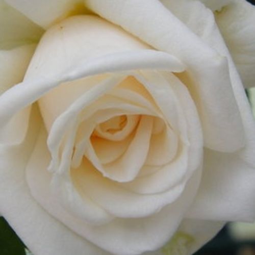 Róże ogrodowe - róża pnąca climber - biały  - Rosa  Ilse Krohn Superior® - róża ze średnio intensywnym zapachem - Reimer Kordes - Rośnie gęściej, posiada luźniejszą strukturę liści, jej kwiaty grupowe są jak kiście bogato kwitną.